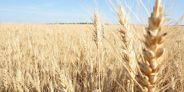 Global Wheat Import Demand Dented By Local Output, Economic Woes