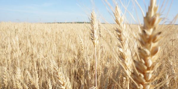 Wheat Falls After Rally, Tightening Global Supplies Limit Decline