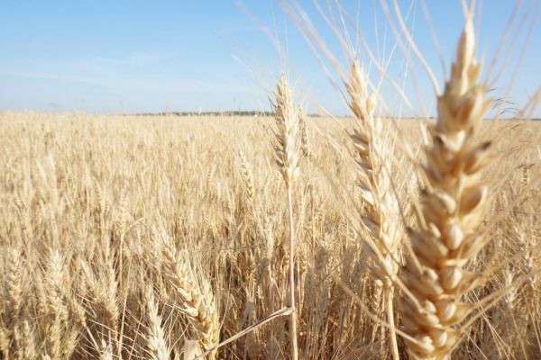 Drought Threatens U.S. Wheat Production Despite Acreage Bump
