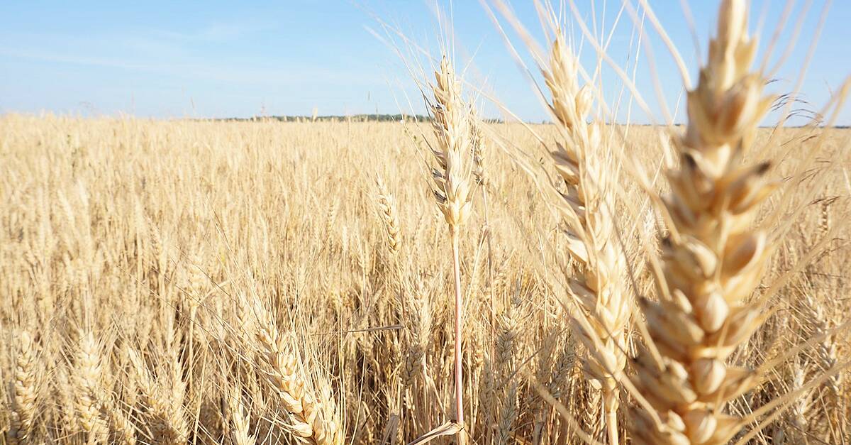 Hot Spell Hits Summer Crops In East Europe, But A Relief In Northwest