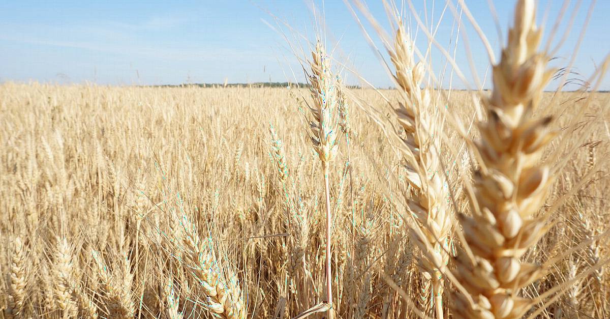 Rain-affected crops are a triple blow for French grain farmers