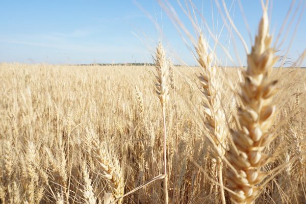 Wheat Falls After Rally, Tightening Global Supplies Limit Decline