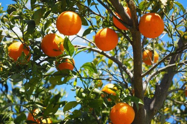 Brazil's Orange Production At Risk As Greening Disease Skyrockets, Research Centre Says