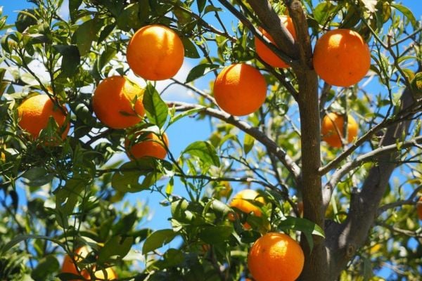 South African Orange Exports Hit By Bad Weather