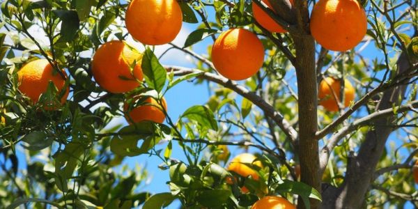 South Africa Halts Orange Exports To EU Over Fungal Disease