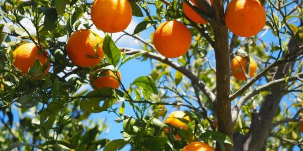 South African Orange Exports Hit By Bad Weather