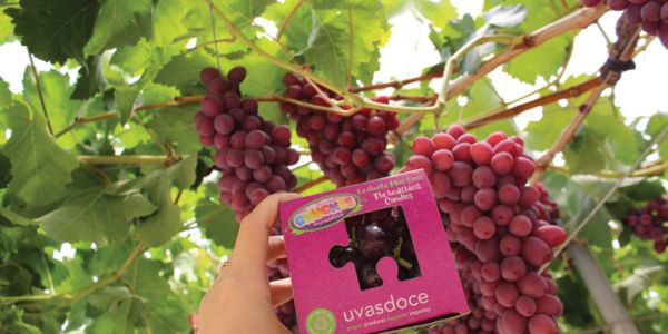 Uvasdoce Expands Business With New Plantation