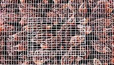 All Carrefour Eggs Going Cage-Free By 2025, Retailer Says