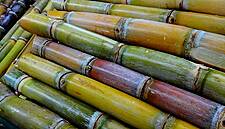 Indian Sugar Mills Owe Record $4.38bn To Cane Growers