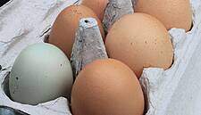 Lidl Portugal Ceases Egg Sales From Caged Hens