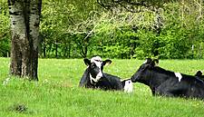 Aldi Germany To Launch New Animal Welfare Label