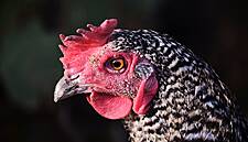 Brazil's BRF Enters Turkish Poultry Market With Banvit Acquisition