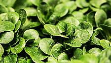 Heatwave Forces UK To Import Salad from Spain, Poland and US