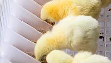 Dutch Poultry Farms Devise Better Start For Early Birds