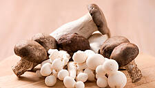 Walsh Mushrooms Sprouts With Golden Acquisition