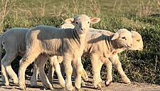 Waitrose 'British' Private-Label Lamb Meals Rebranded