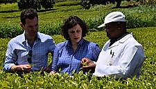 Waitrose To Make All Own-Label Teas Fairtrade Certified