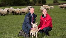 SuperValu Predicts €17 Million In Sales Of Lamb This Easter