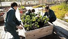 Carrefour Unveils 'Urban Agriculture' Initiative