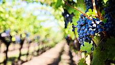 China's Winemakers 'Go Disney' In Push To Compete With The French