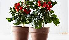Tesco Launches Indoor Tomato Plant