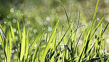 Rewe Group Tests New Packaging Made From Grass