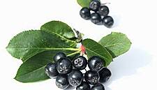 Italian Producers Invest In Aronia Berry Production