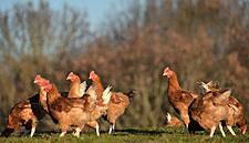 Coop, M&S, Migros, Waitrose Named Top Retailers For Farm Animal Welfare