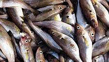 Fish Consumption In Italy Sees Growth In 2017