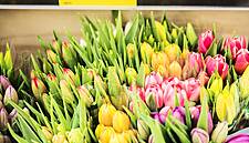 Aldi Süd, Aldi Nord Commit To Sustainable Flora