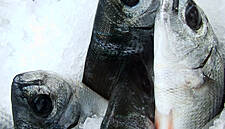 Carrefour Introduces Responsibly Sourced Private-Label Tuna Products