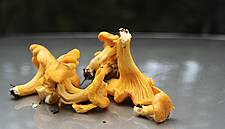 Czech Pickers Turn Their Mushrooms Into Cash