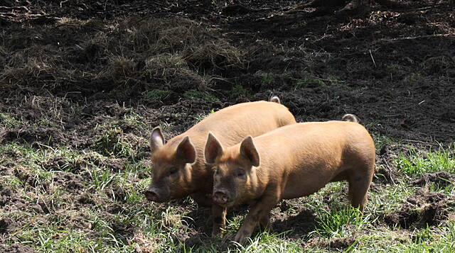 Tyson Foods Bans Growth Drug From US Hog Supply As Meat Firms Chase China Demand