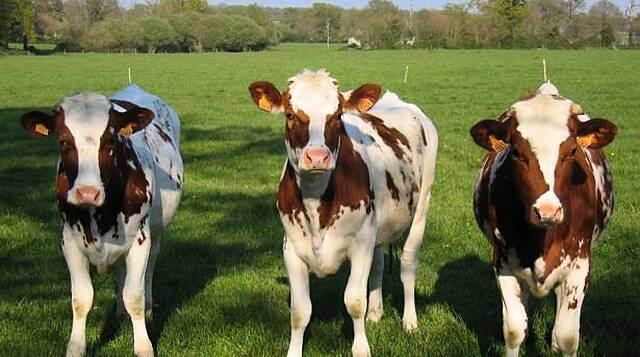 Fonterra Cuts Guidance, Shuts Plant In 'New Norm' For Australian Dairy