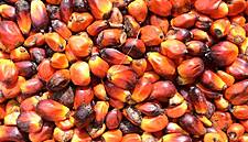 Palm Oil Caps Best Year Since 2010 as El Nino Threatens Crops