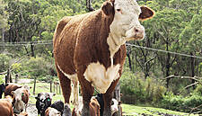 Cattle Futures Leap Most In Six Years As Farmers Shrink Herds