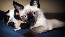 Pet Food Category Continues To Grow In Spain