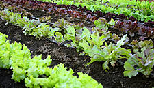 EU Organic Crop Law Revamp Put On Hold