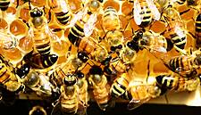 Yoplait Teams Up With OFA To Protect Bees