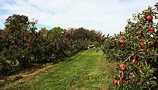 Pigs And Perennials Top Priorities For Future Czech Farm Policy