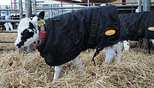 Sainsbury’s Helps Farmers Keep Calves Warm With Coat Offer