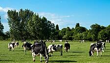 Portugal More Than Doubles Milk Production In Period Since 1980