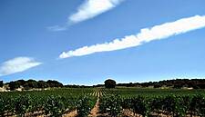 South Africa Planning To Double Tax-Free Wine Exports To EU