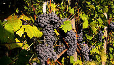 Spanish DO Rias Baixas Presented Its 2015 Vintage In London