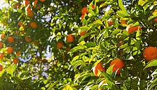 Edeka And WWF Join Forces For Sustainable Oranges