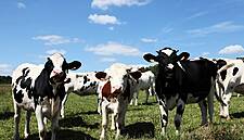 Continente Relaunches Private Label Milk Line