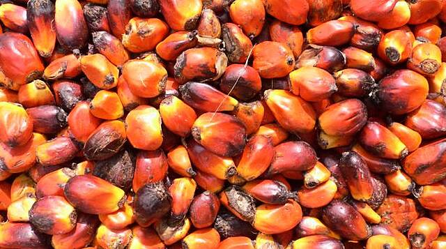Palm Oil Body To Wield Stick To Get Consumer Goods Giants To Go Green