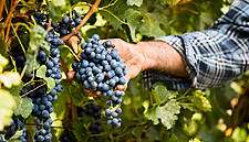 Russian Wines Gaining Popularity At Dixy Group