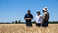 Bellfield Brewery Scores UK First With Trial Of New Gluten-Free Barley