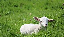 Co-Op Sees 20% Rise In Sales Of Welsh Lamb